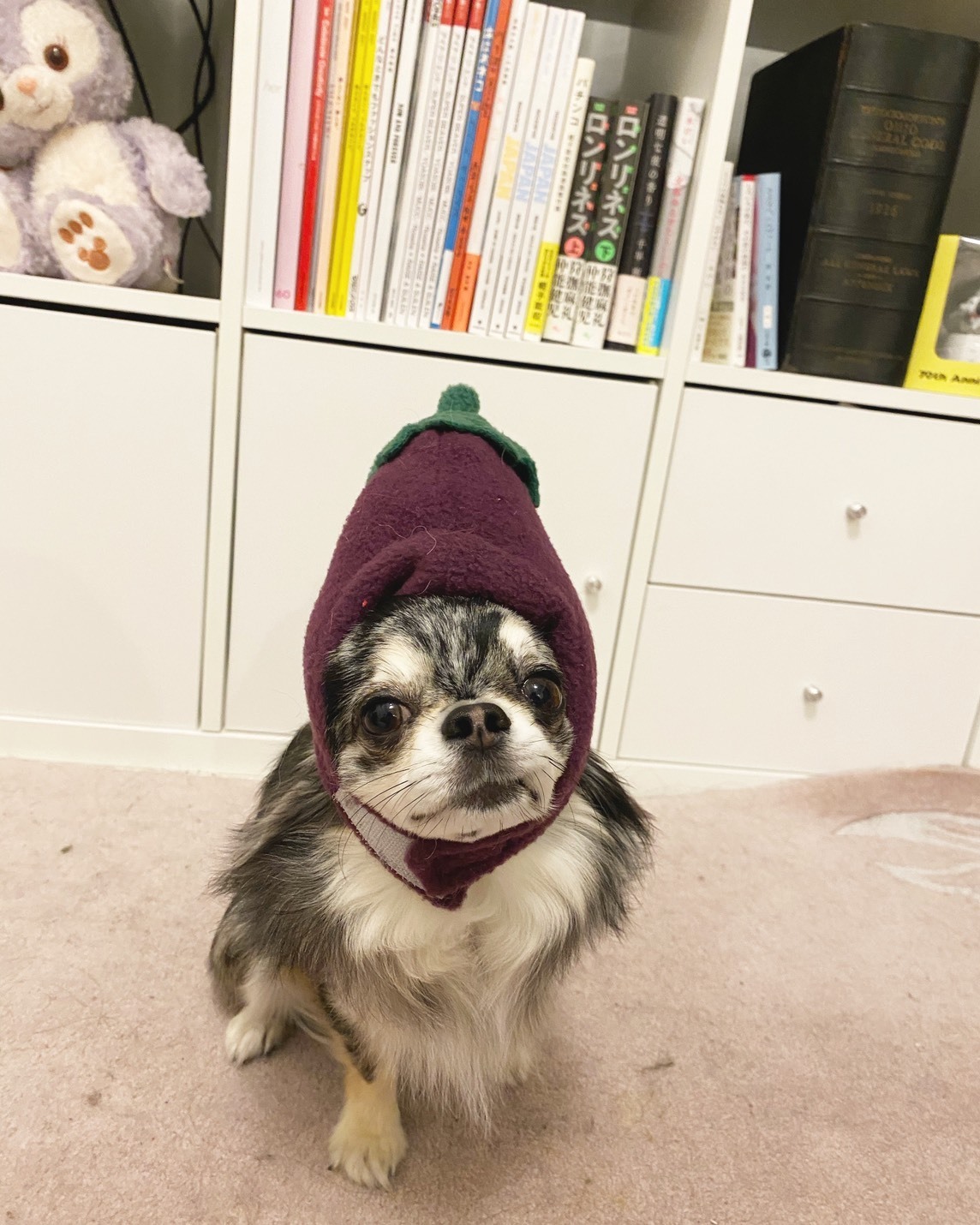 弟子の犬なので