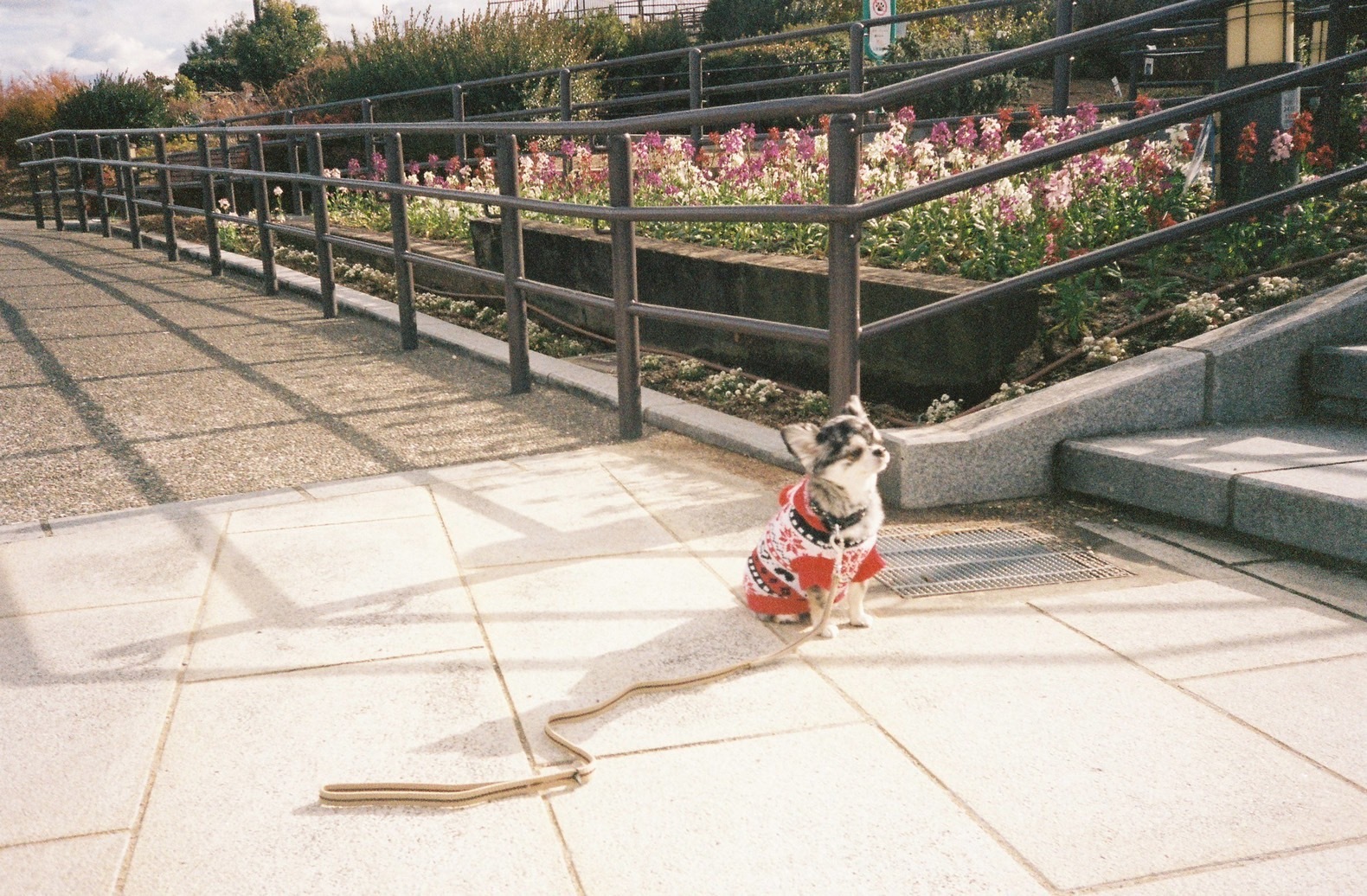 朝焼けDOG