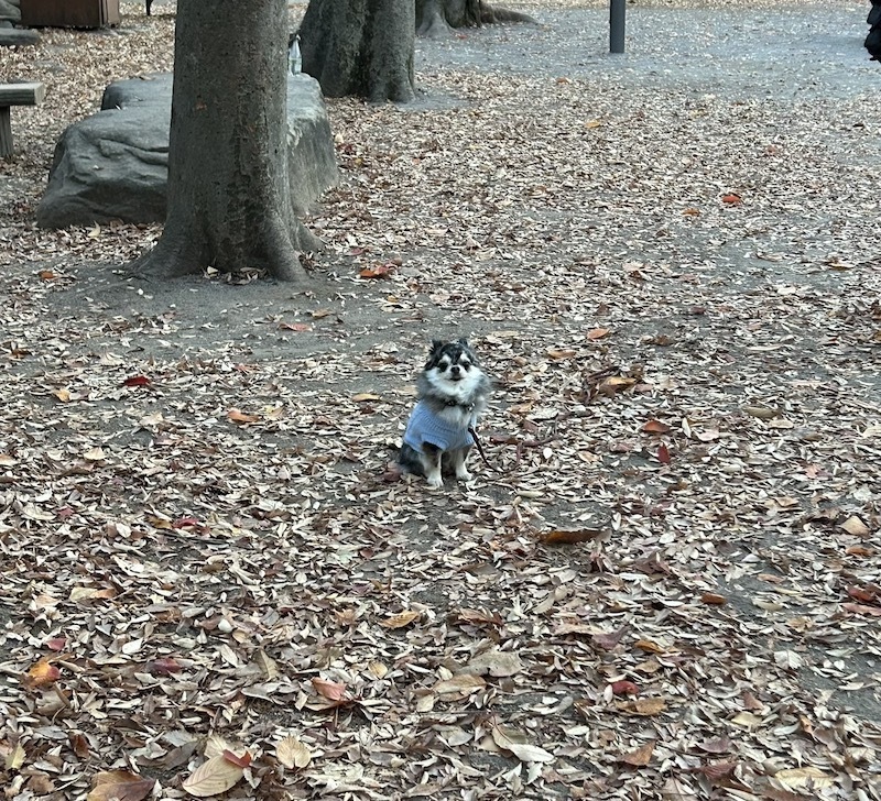 晩秋ぞぴ
