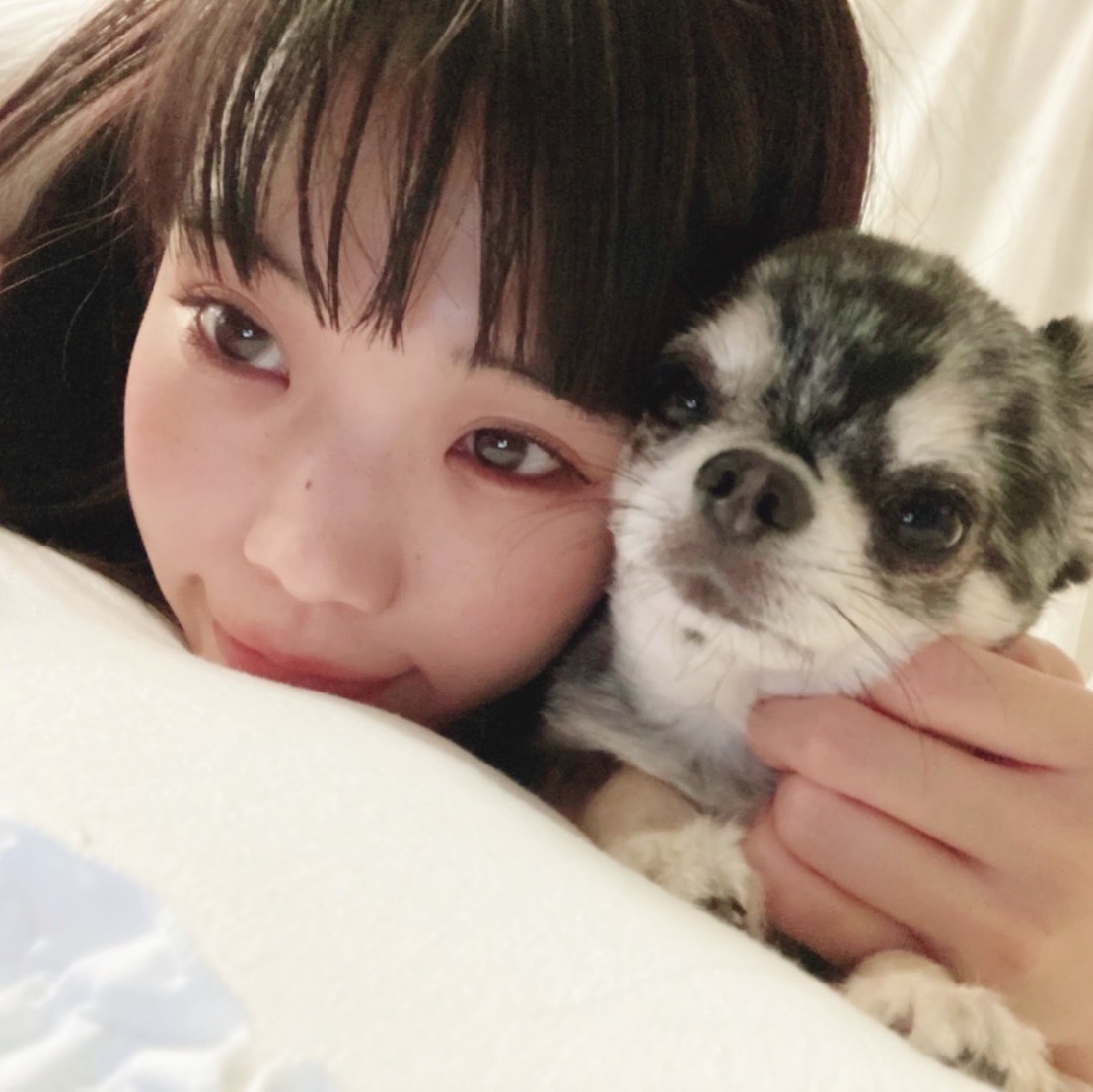 サマーカット犬